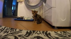 Бенгалята.mp4