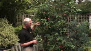 In the Garden with Mike Darcy: Abutilon