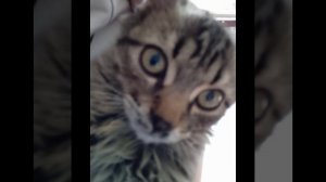 трек от котафея кота и фея