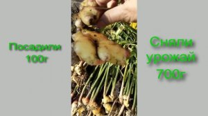 Выращиваем имбирь