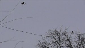CrowHuntig feb 22-2 / Охота на ворон.