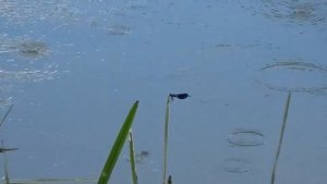 Танцы под дождем