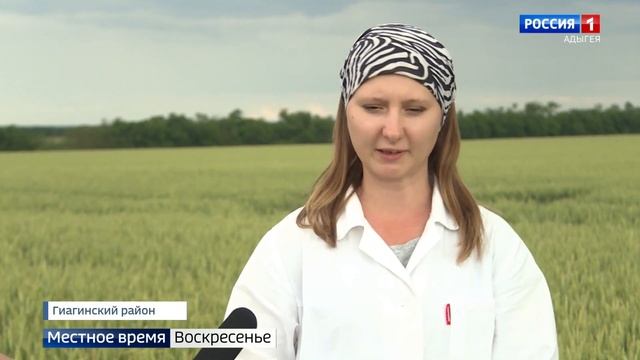 Частые дожди в Адыгее способствуют развитию заболеваний на посевах
