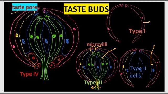 Taste Gustation Physiology and Pathway and Tongue Digestive system Part 7 GIT Anatomy and Physiolog смотреть онлайн