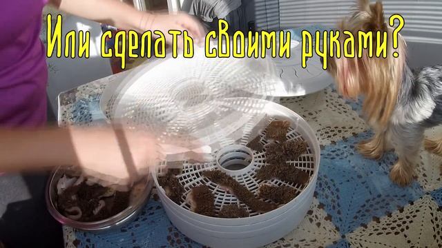 О ЧЕМ КАНАЛ My York Nikol? Самое главное о йоркширском терьере. смотреть онлайн