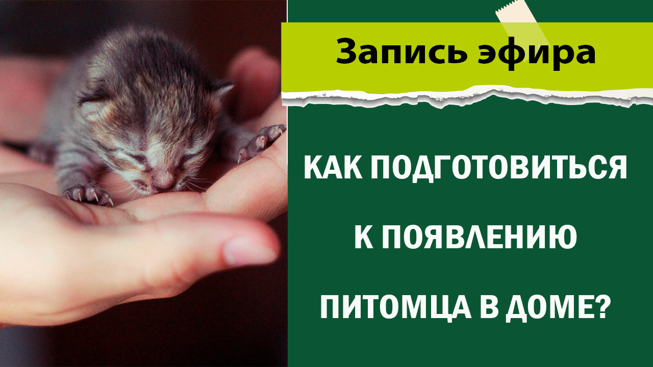 Как подготовиться к появлению питомца в доме