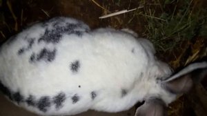 Обзор крольчат гибрид Строкач и Французский Баран