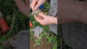 Как правильно прививать Антоновку и другие  яблони .Секреты садовода со стажем.