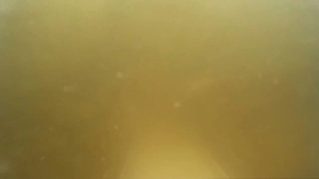 Реакция рыбы на самодельную прикормку. Подводное видео идеальной прикормки для карася