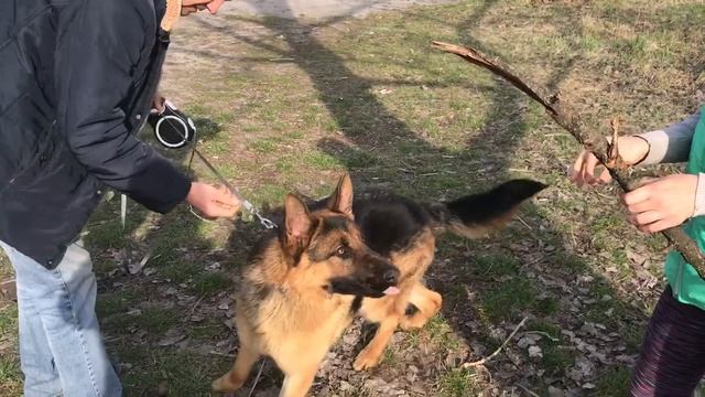 Ошейник и поводок для ЦЕЗАРЯ( немецкая овчарка) смотреть онлайн