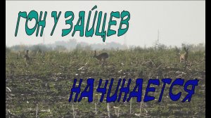 Как начинается гон у зайцев
