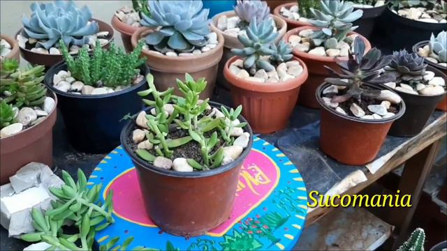 #Reproducción de #Suculentas y #Cactus смотреть онлайн