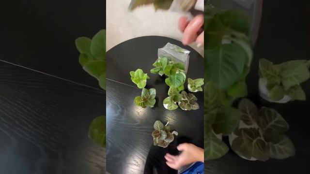 ✅Получила посылку с Глоксиниями из Екатеринбурга 🌸 смотреть онлайн