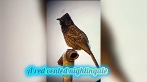 Bird watching using my telescope. (Experimental Video)