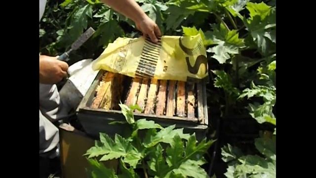 как лучше ставить рамки с вощиной в улей смотреть онлайн