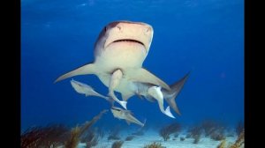 Необычные симбиозы в мире животных!!!