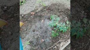 Обработка почвы в теплице Фитоспорином