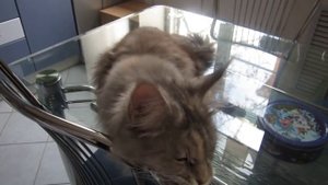 Maine Coon talking. Dialogue. Мейн Кун разговаривает. Диалог