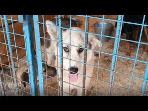 Угощения для питомцев приюта "Искра"