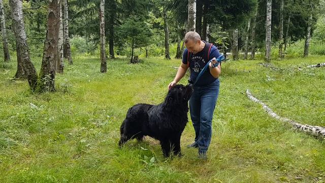 Лес, игры смотреть онлайн