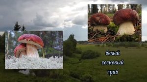 Все виды белых грибов! должен знать каждый грибник #грибы #белыегрибы