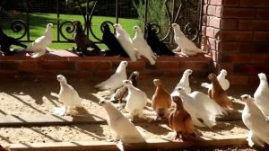 ДВУХЧУБЫЕ ГОЛУБИ БОЙНЫЕ КРАСИВЫЕ!