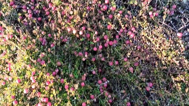 Урожай на демонстрационном участке смотреть онлайн