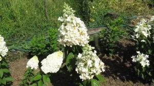 Высокорослые метельчатые гортензии наша коллеция на 18.08.2017г.