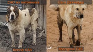 Алабай и Саги Дахмарда - кто лучше??Причины изменения аборигенной породы (ч.1)