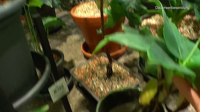 Dschungeltour im Zimmer, Anthurium Samen keimen und Wasser Monstera Thai Constellation neues Blatt смотреть онлайн