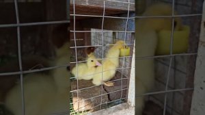 Маленькие утята сами на даче 🐥🐥 Удобная клетка для содержания утят 👌