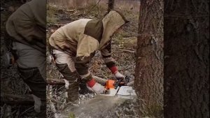 Валка дерева в делянке бензопилой shtil 361