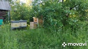 Пришли матки от Георгия Никуткина,получаю,подсаживаю,выставляю на облёт