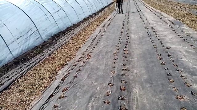 Ремонтантные сорта перезимовка на черной мульче смотреть онлайн