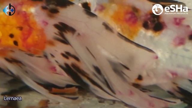 ??(??) Практикум по ихтиопатологии. Видео 7. Травмы, ожоги, повреждения у рыб. Ekaterina_Ots смотреть онлайн