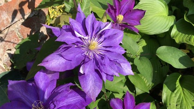 Powojnik Daniel Deronda- najpiękniejszy w moim ogrodzie смотреть онлайн