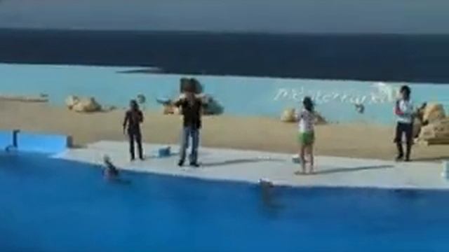 The Dolphin смотреть онлайн