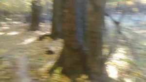 В лес за дровами с НИВОЙ 5д. Следы ВОВ везде..mp4