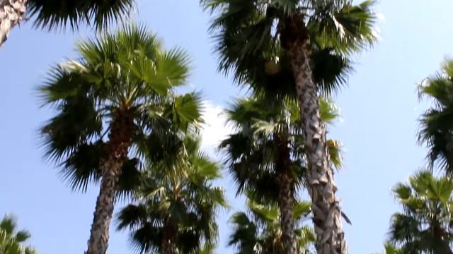 Прогулка с песиком. Купаемся в море. смотреть онлайн