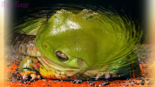 Застигнутые в расплох   нелепые захваты кадров животных смотреть онлайн