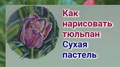 Как нарисовать тюльпан Сухая пастель.