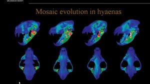 Tyrants of the Cenozoic: Evolution of Bone-Crushing Hyenas and Dogs