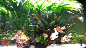 350л с золотыми рыбками 2