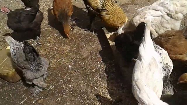 Как определить несётся ли курица / перепелкам почти месяц