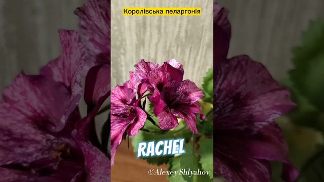 Королівська пеларгонія Rachel