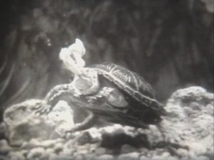 Биология. Пресмыкающиеся. Черепахи