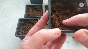 Однолетние георгины украсят ваш сад, начинаем посев семян.