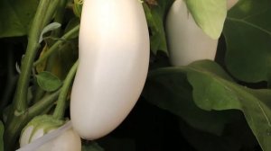 БАКЛАЖАН МОЛОЧНИК тонкая нежная кожица