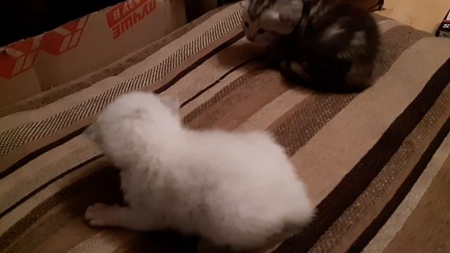 Наши котята. #шотландскаявислоухая #скотишфолд #котята