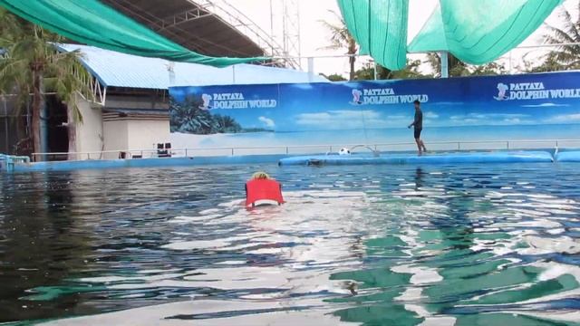 Какое счастье! 40 минут с Дельфином! Дельфинарий в Патайе = Отзыв смотреть онлайн